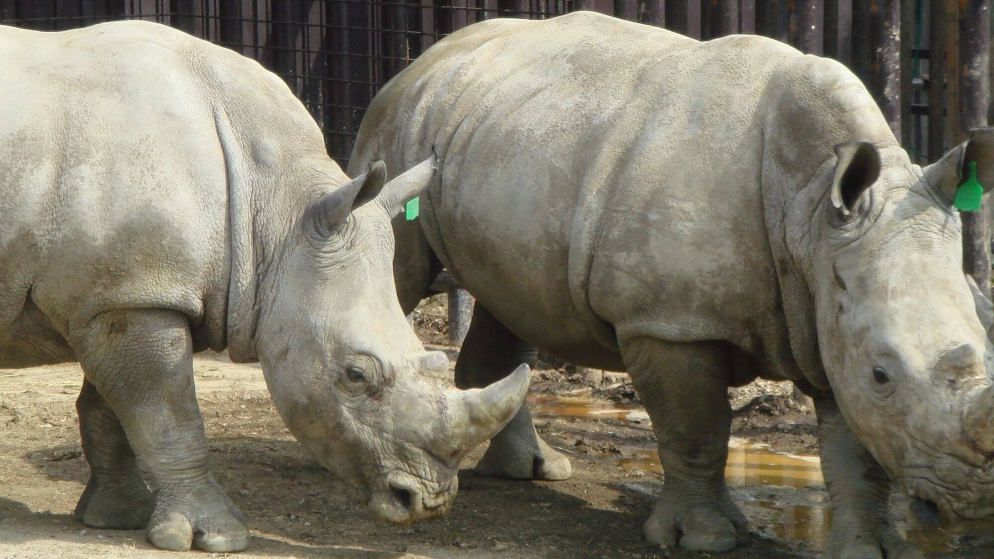 【那須サファリパーク】約700頭の野生動物をマイカーやバスで間近に楽しめる体験型パークです。