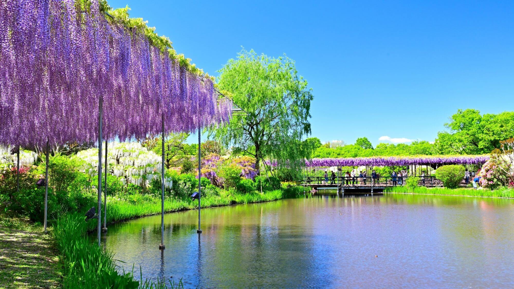 【あしかがフラワーパーク】四季折々の花と共に世界を魅了する大藤をお楽しみいただけます。