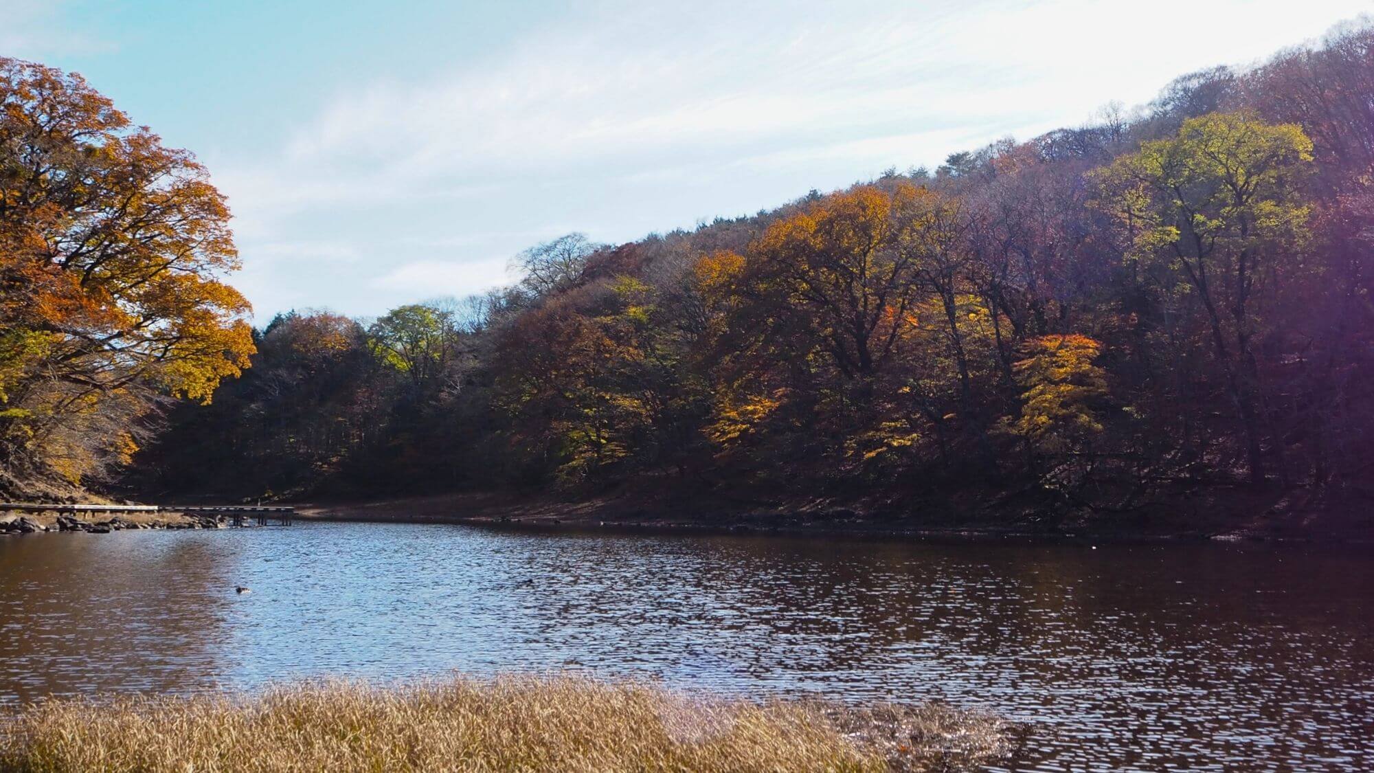【日光国立公園　大沼園地】整備された木道では手つかずの自然をお楽しみいただけます。