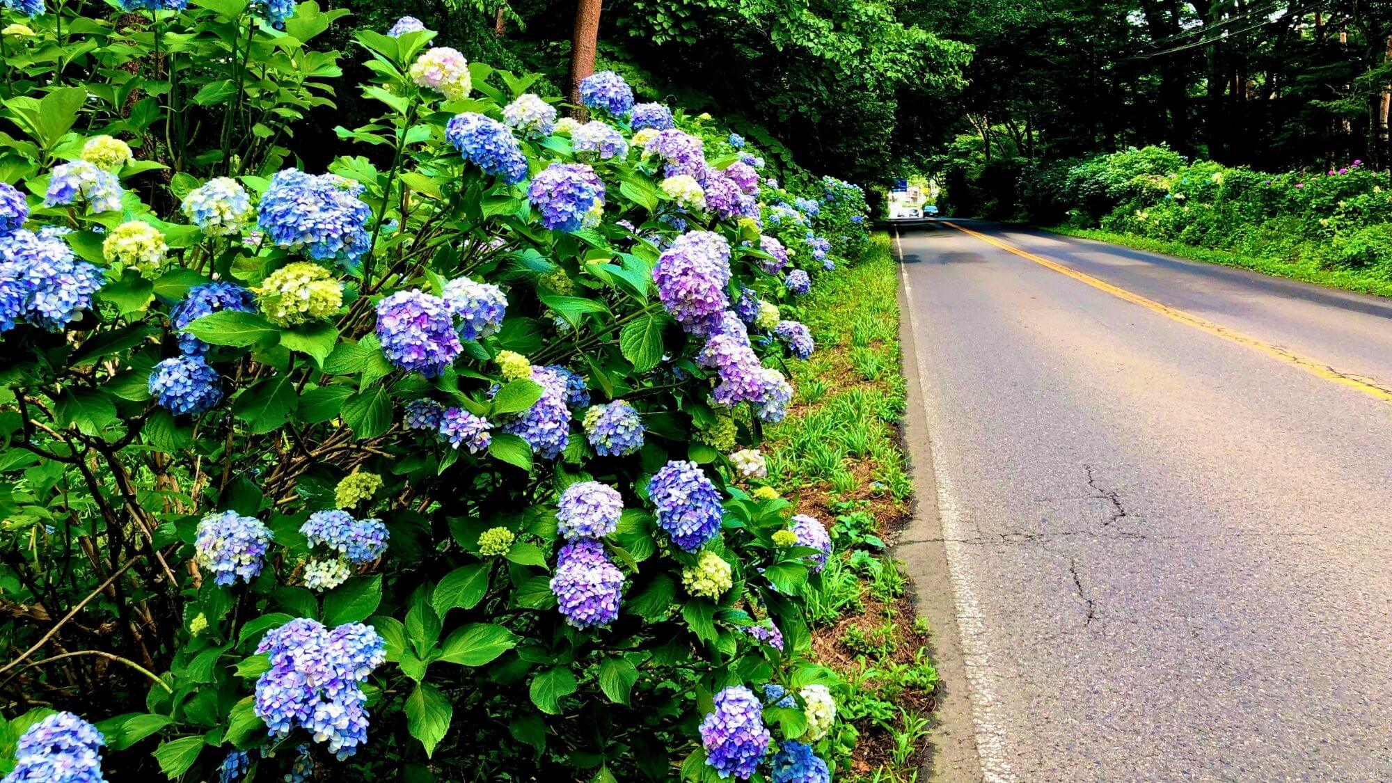 【那須高原アジサイロード】約３千株以上の紫陽花が咲き誇り、那須高原を訪れる人を出迎えてくれます。