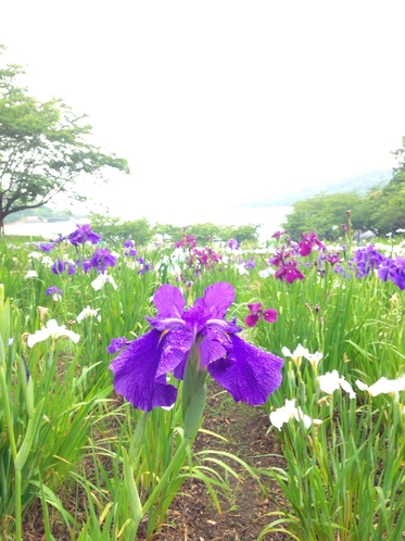 初立池の菖蒲園。