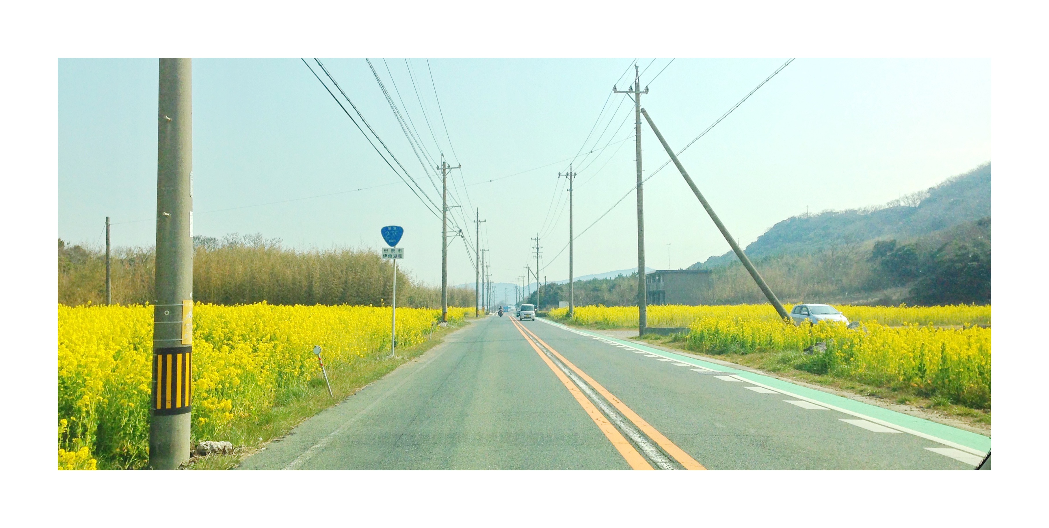 両側菜の花の国道２５９号線。