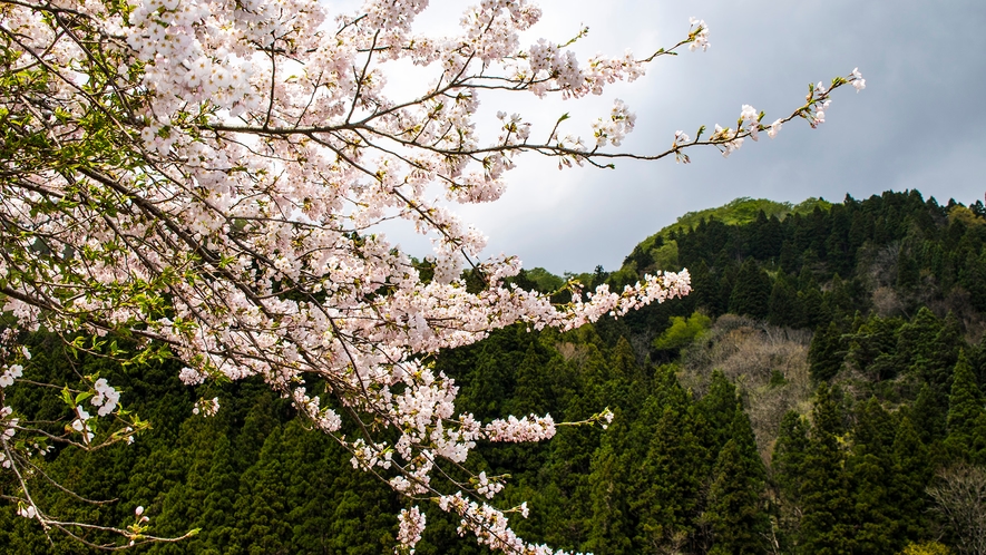◇桜の季節