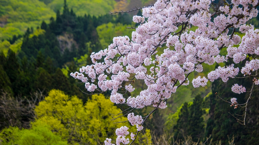 ◇桜　周辺風景