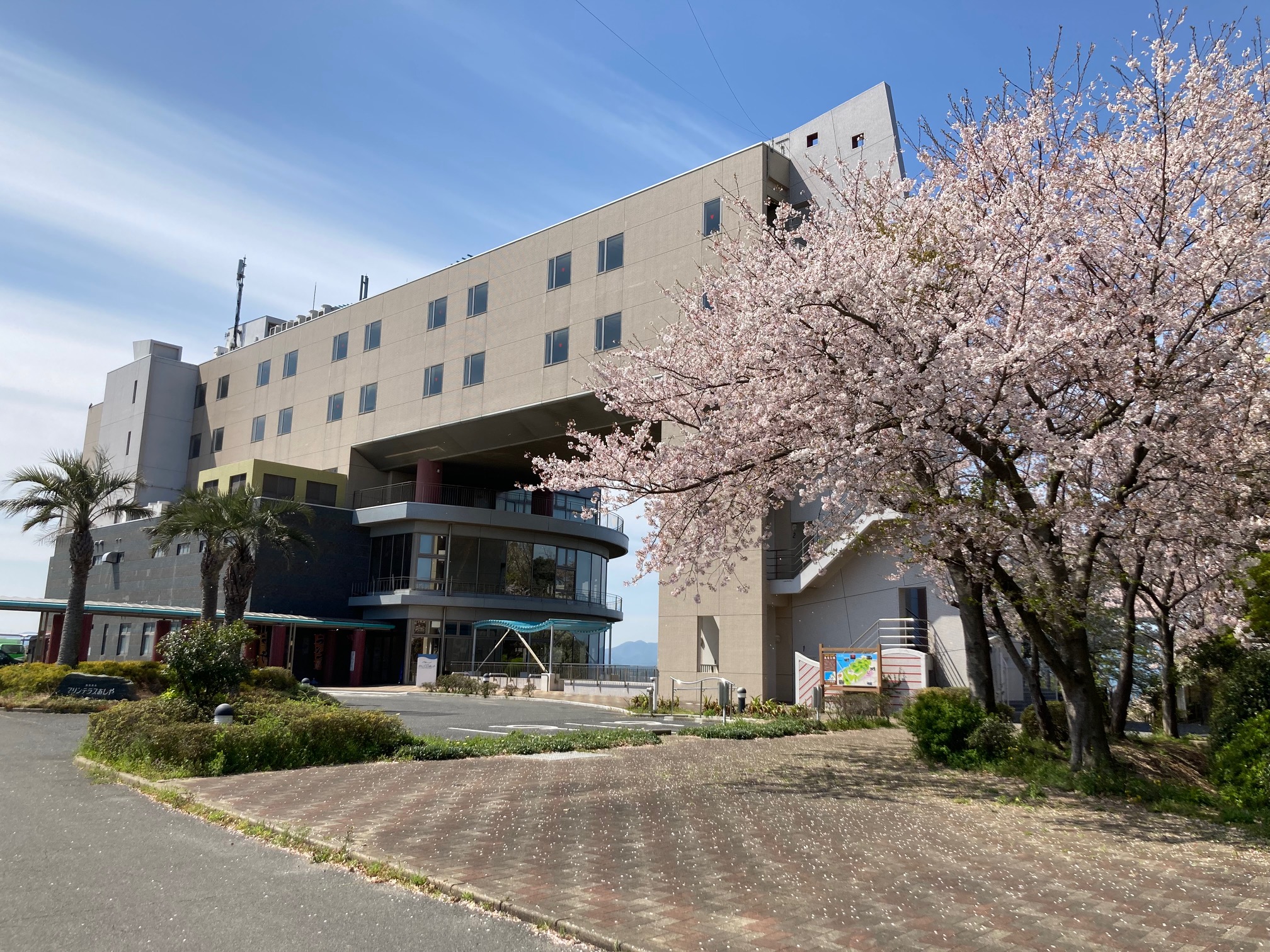 マリンテラスあしやと桜