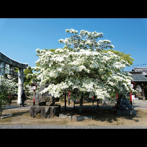 【岡湊神社】4月下旬～5月上旬にかけて雪を被 ったような「なんじゃもんじゃ」をご鑑賞いただけます