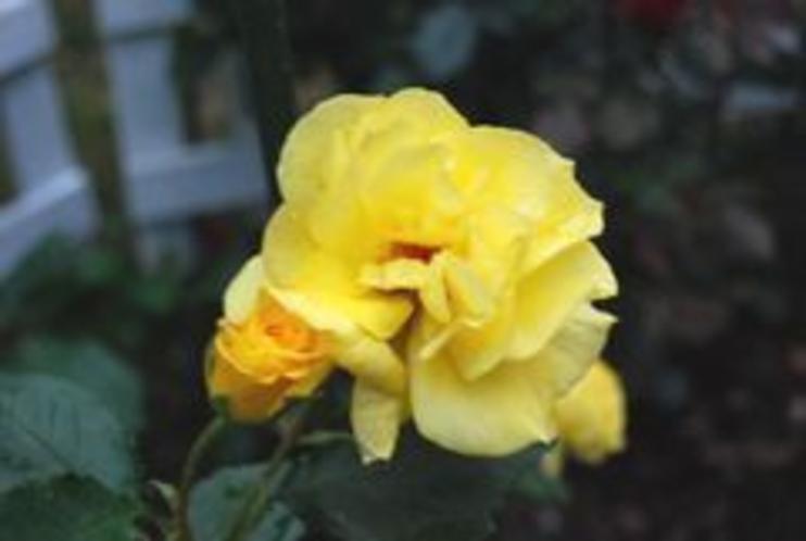 黄色バラ24-16