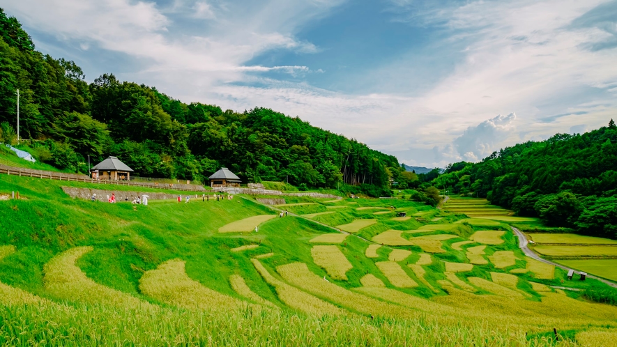 *【当館周辺】日本棚田百選に選ばれている「よこね田んぼ」は千代のシンボルです。