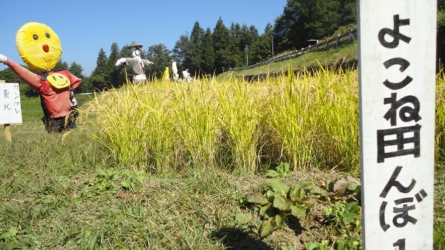 *よこね田んぼ/*収穫の時期は黄金色の景色が広がります