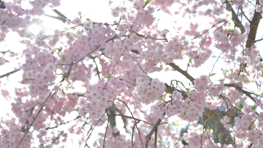 *桜　南信州は信州の中でも桜の開花が早いことで有名♪お花見を楽しみにいらっしゃいませんか？