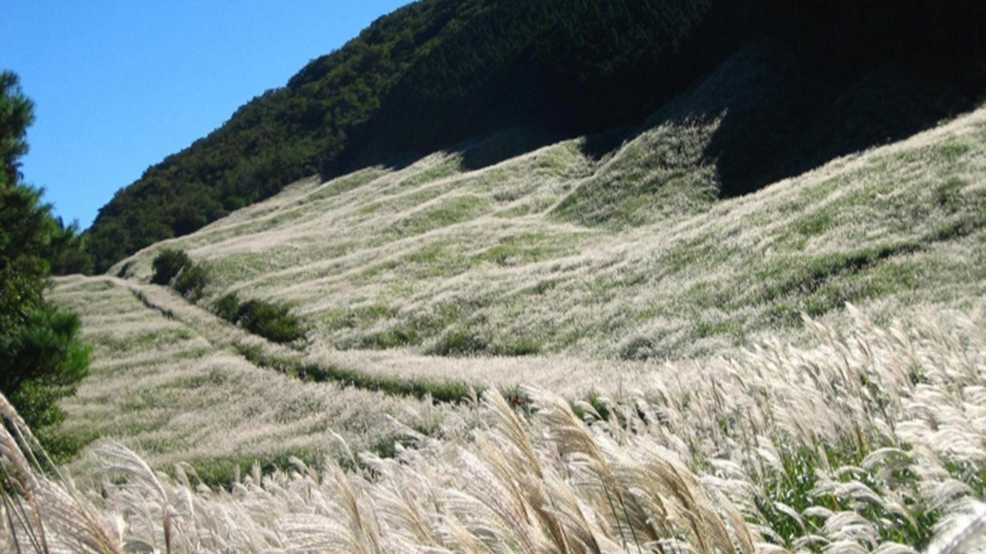 仙石原のすすき草原