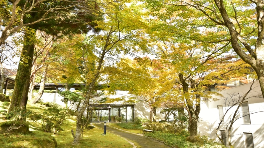 【秋】中庭の紅葉