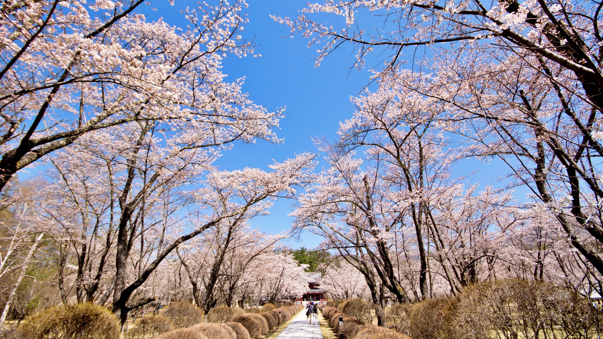 車山高原の桜の見頃はゴールデンウィーク！今年のGWは当館を基点にお花見はいかがですか？