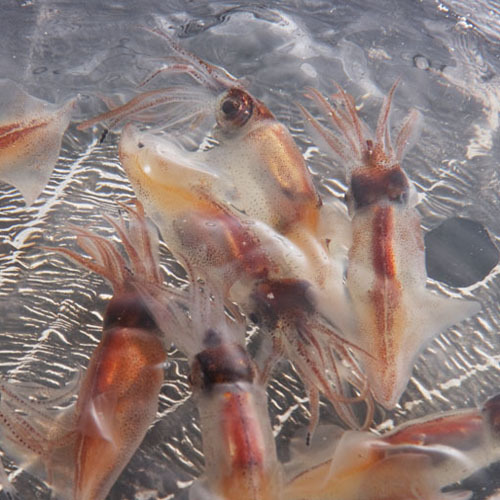 會游泳的螢火蟲魷魚