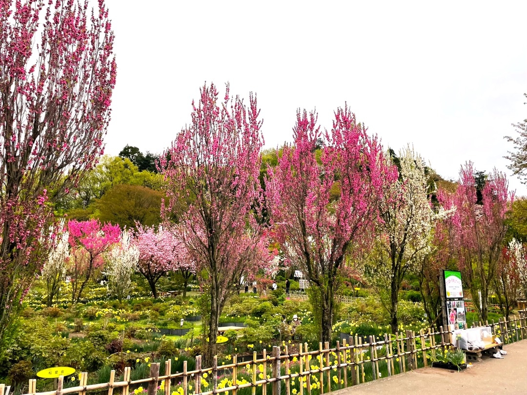 花の森・天神山ガーデン