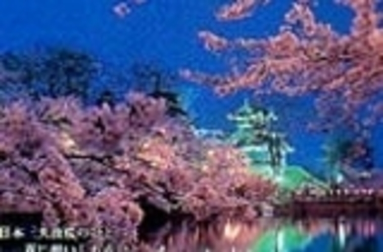 日本三大夜桜