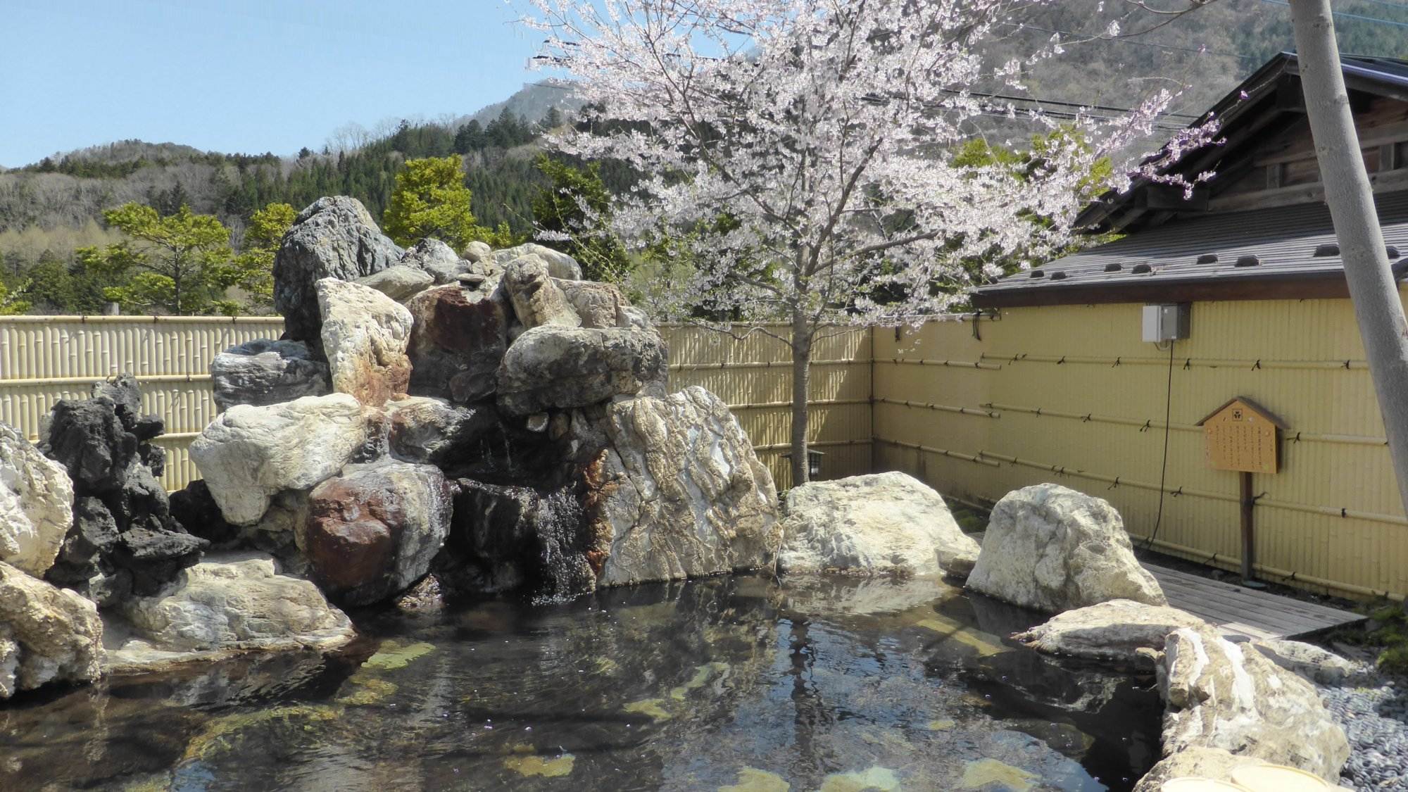 【露天風呂】藤の花房　（春）