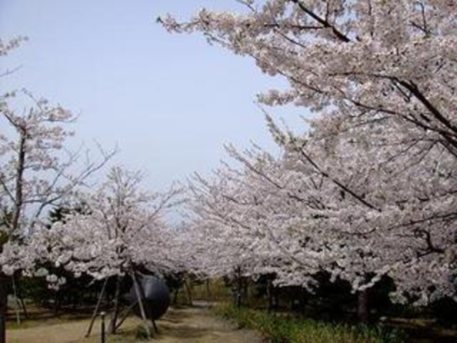 近代美術館の桜並木