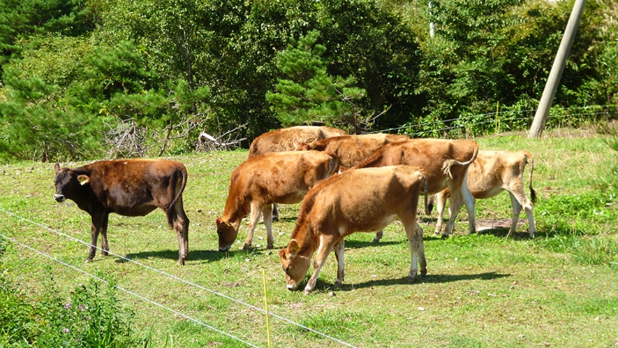 【鳥海高原花立牧場】ジャージー牛放牧場　ジャージ―種は国内の乳牛のわずか0.8％と希少な乳牛