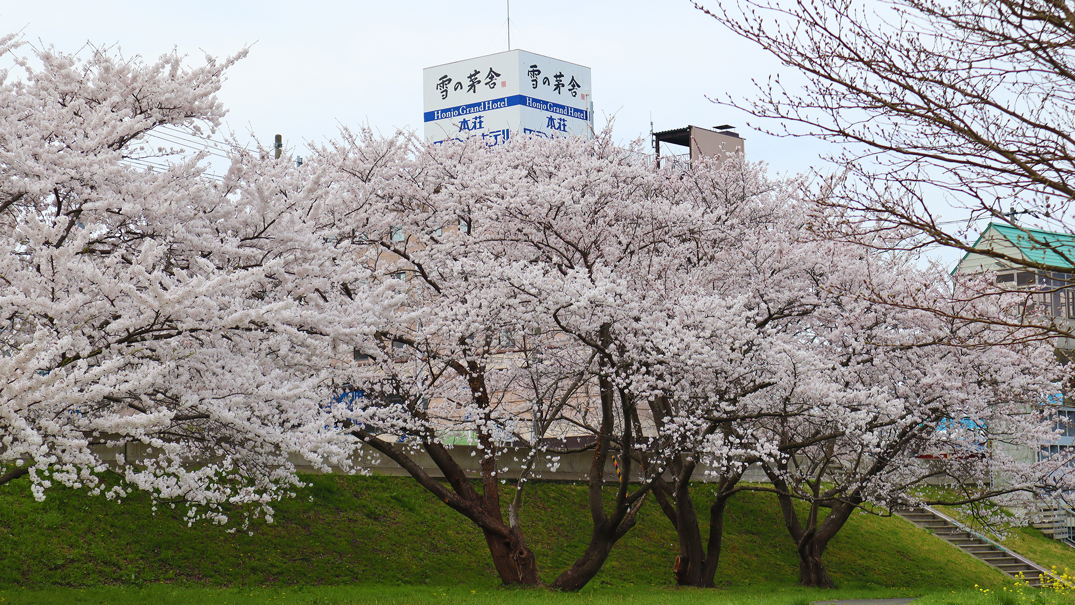 河川公園の桜