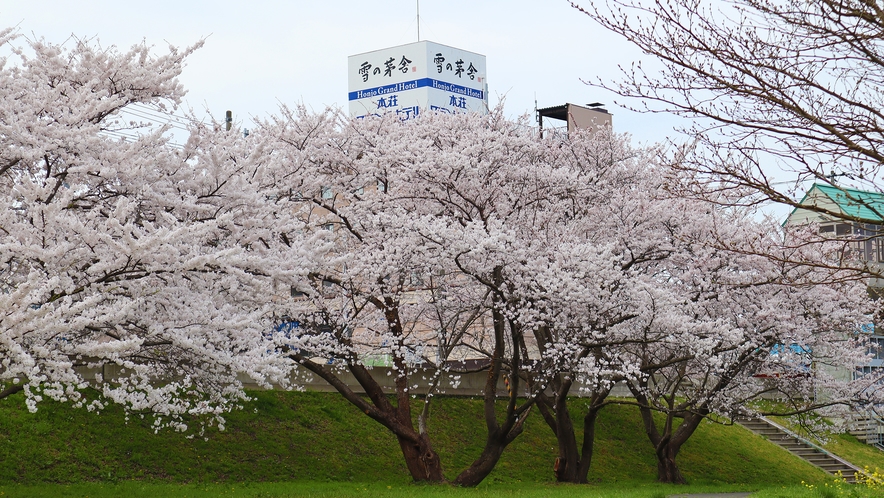 河川公園の桜