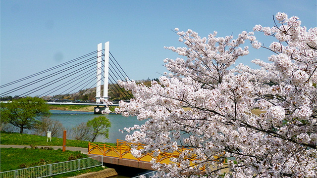 桜の季節のせせらぎパーク