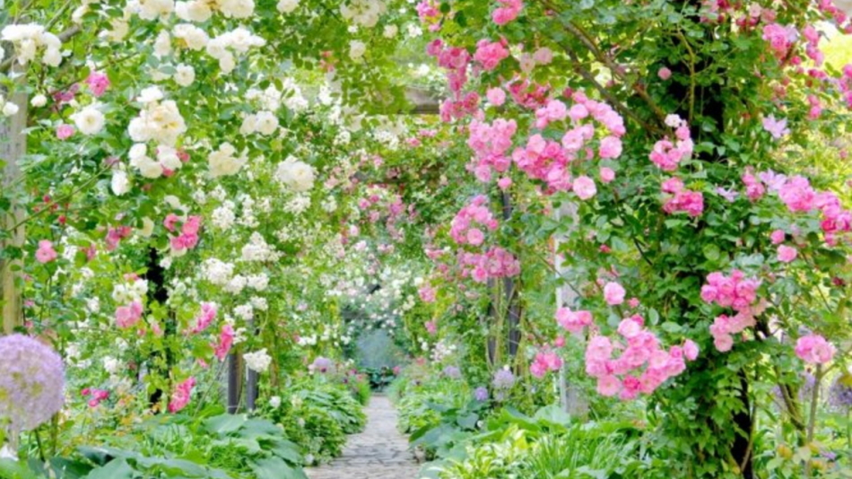 【アカオハーブ＆ローズガーデン】４～６月にかけて多種多様のバラをご覧いただけます。
