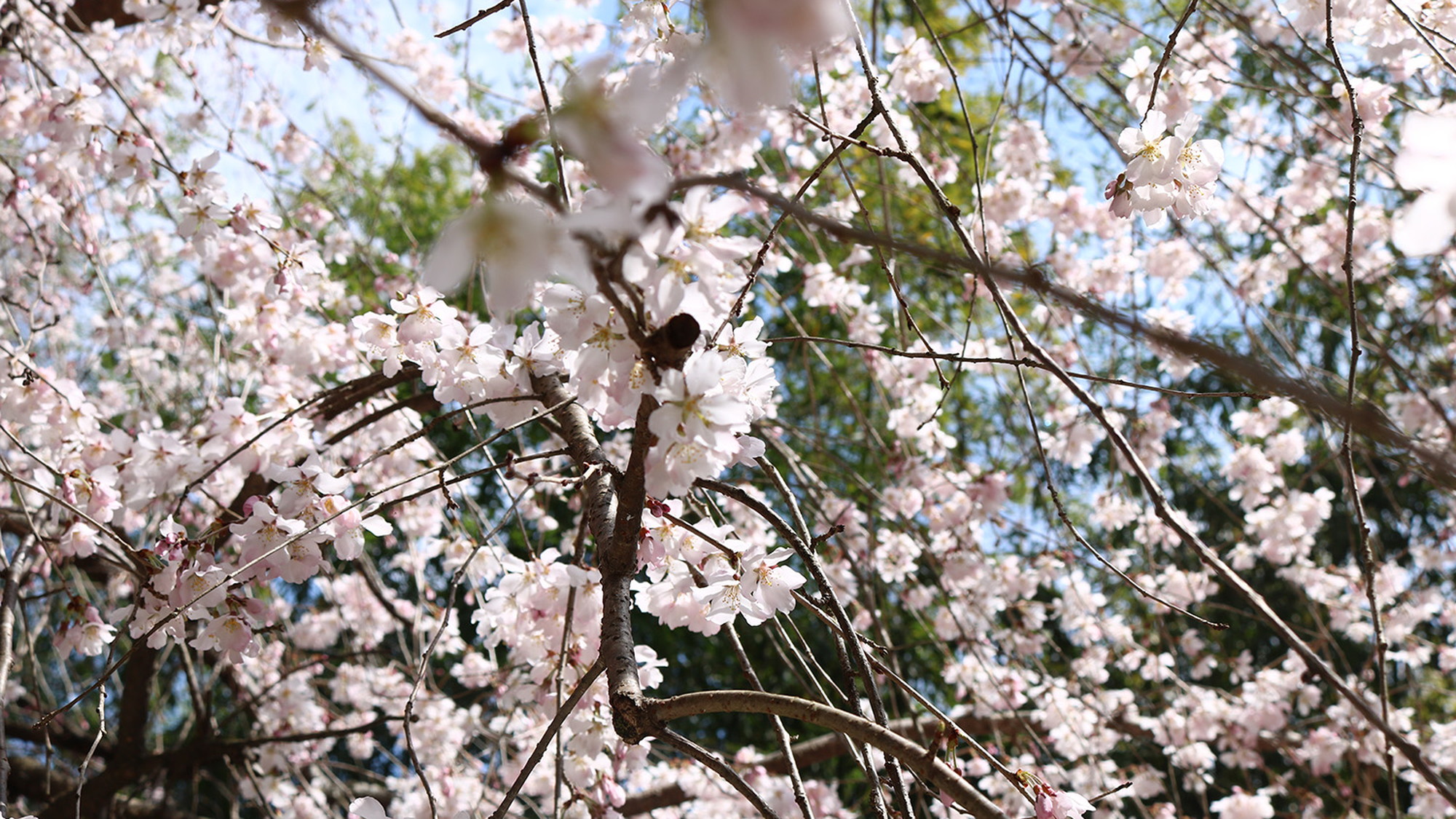 しだれ桜