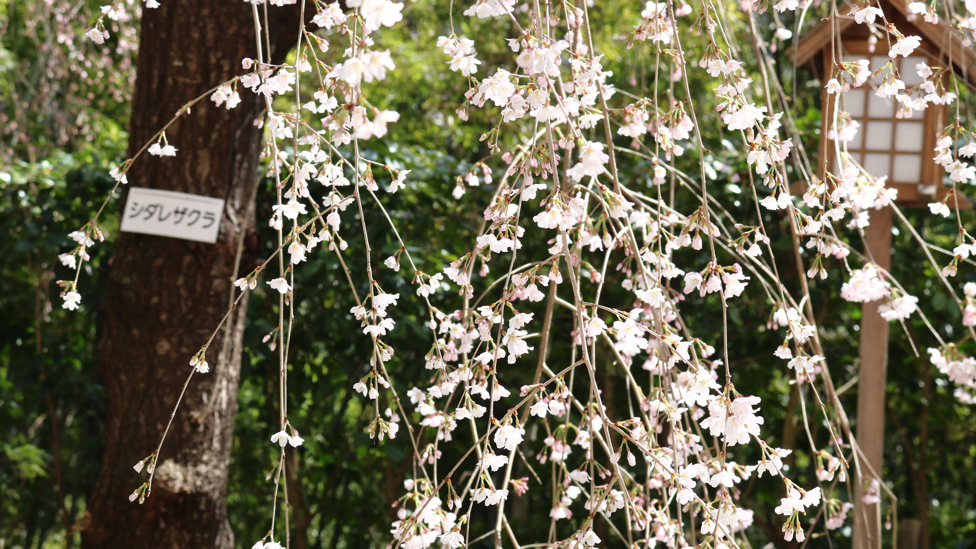 しだれ桜