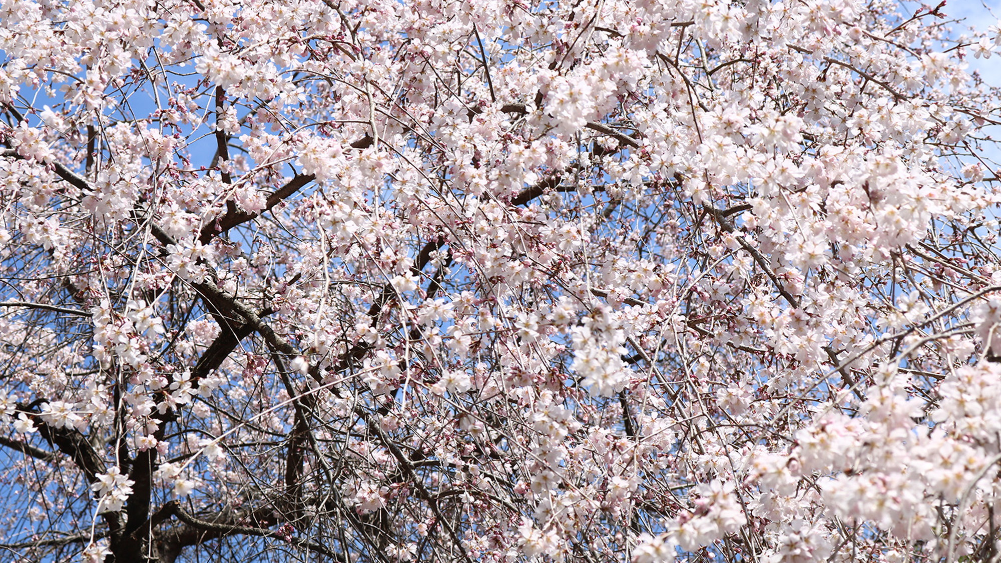 しだれ桜