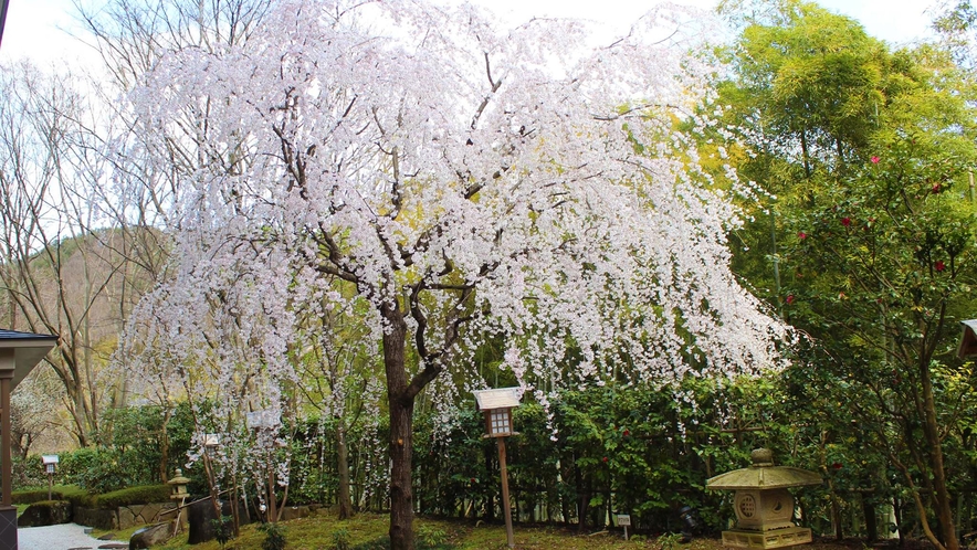 当館の中庭のしだれ桜もお楽しみください！