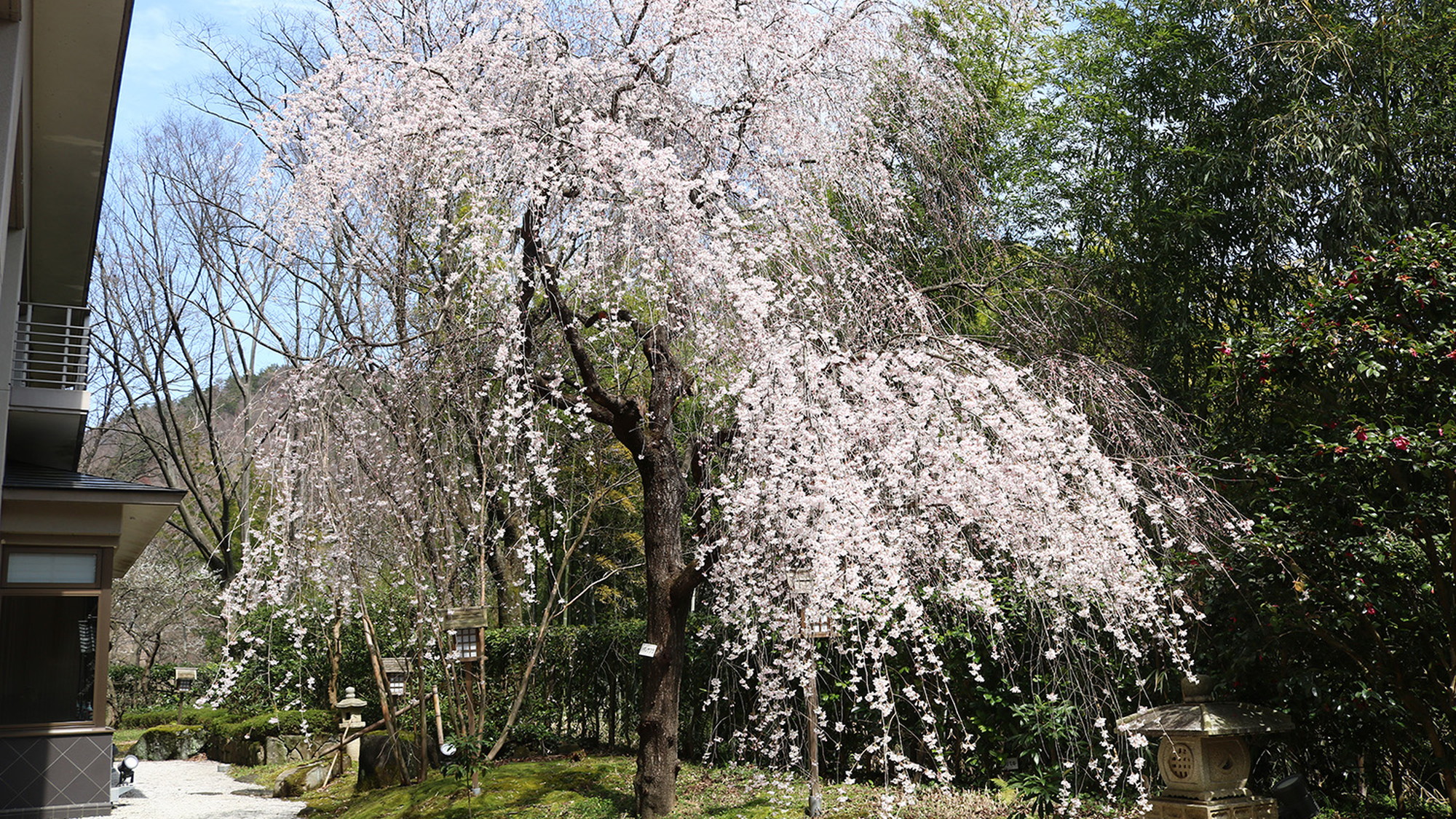 しだれ桜