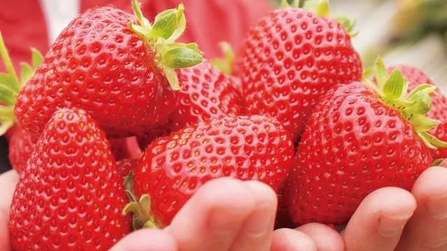 【1日10組限定・選べるいちご農園】いちご狩り割引チケット＆お土産付きプラン