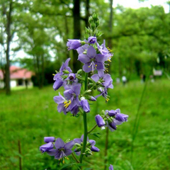 ＜6月・ハナシノブ＞阿蘇にしかないお花。そんなお花を休暇村南阿蘇の野草園で見れるってすごいわね！！