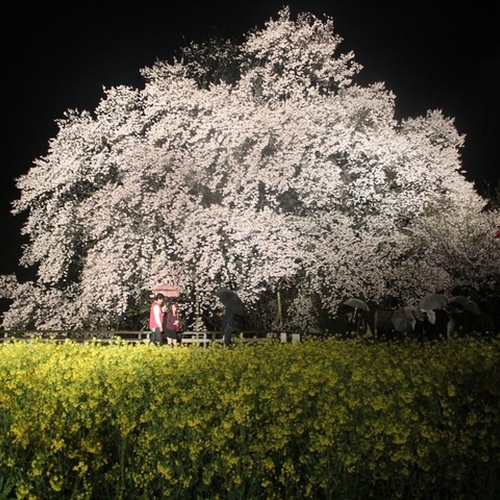 ＜春・一心行の夜桜＞ライトアップされた桜は一段ときれいね！