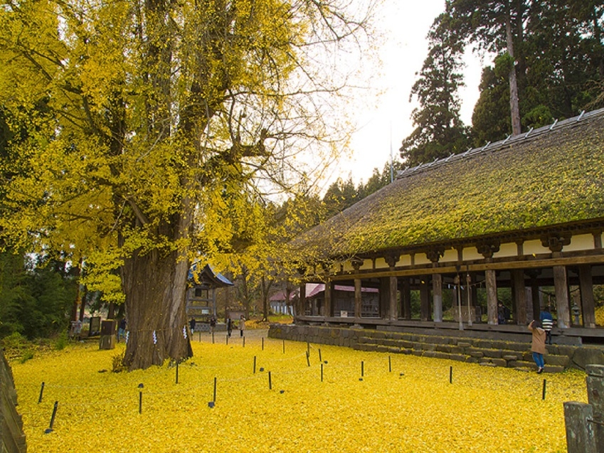秋を満喫紅葉狩り　飲み放題付バイキングプラン