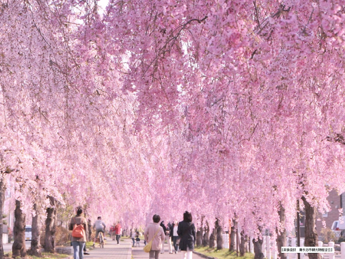 【3・4月限定】食事会場でお花見気分！春を楽しむ、お花見プレート付きの料理フェア！