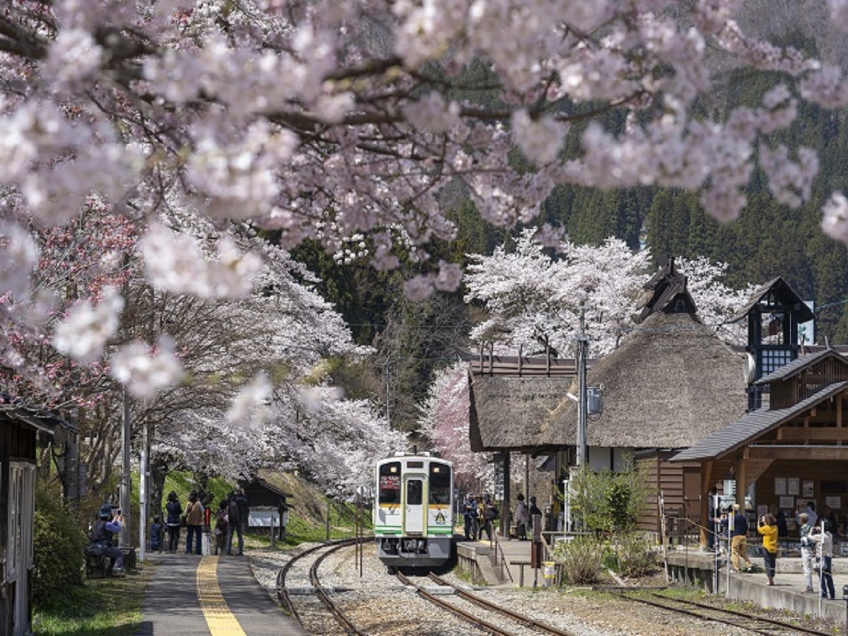 会津桜巡りの旅　飲み放題バイキングプラン