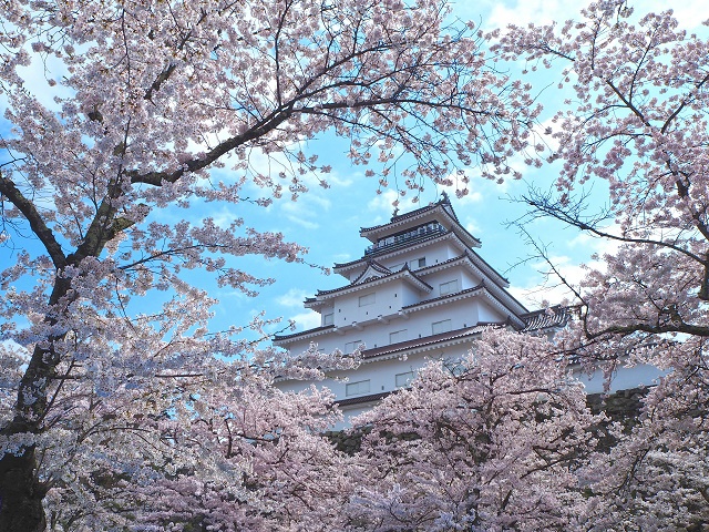 会津桜巡りの旅　飲み放題バイキングプラン