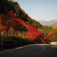 坂の上の紅葉