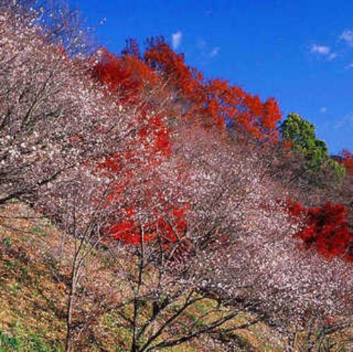 桜山公園　秋の彩り
