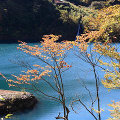 奥四万湖紅葉