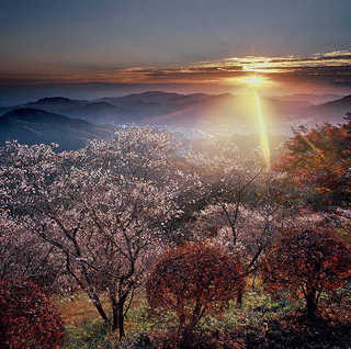 【観光・散策 秋】紅葉と桜を一緒に楽しめる桜山公園。見頃11月〜12月初旬、紅葉11月中旬〜12月上