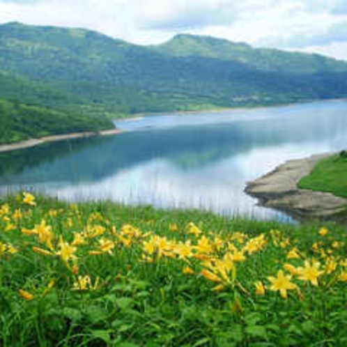 【観光・散策 夏】野反湖湖畔のノゾリキスゲ。見頃は7月中旬〜下旬頃。野反湖は四万温泉から50Km、お