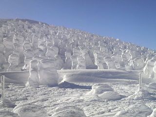 蔵王の樹氷