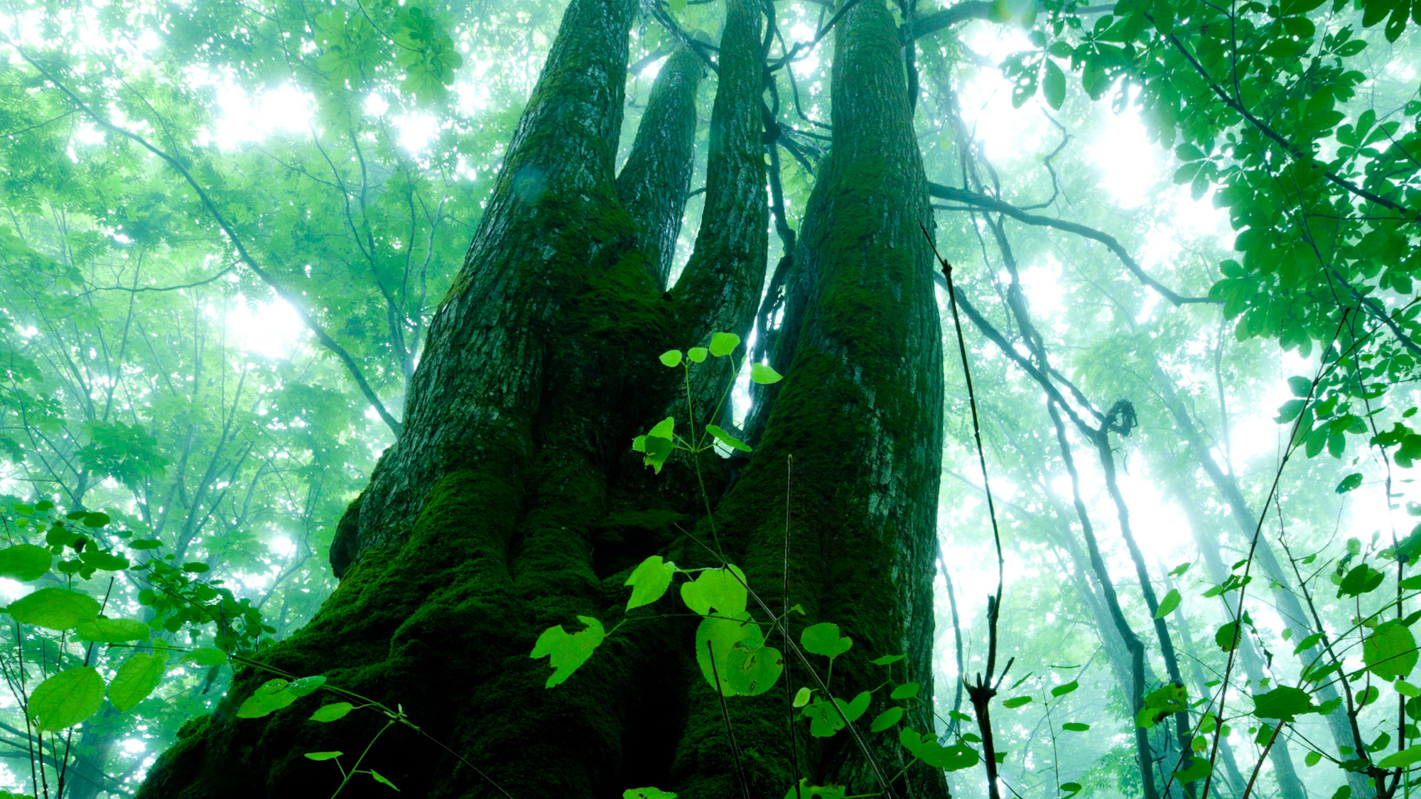 *夏の白神山地／神々しくそびえ立つ、樹齢推定400年のマザーツリー。木のパワーを感じてみよう。