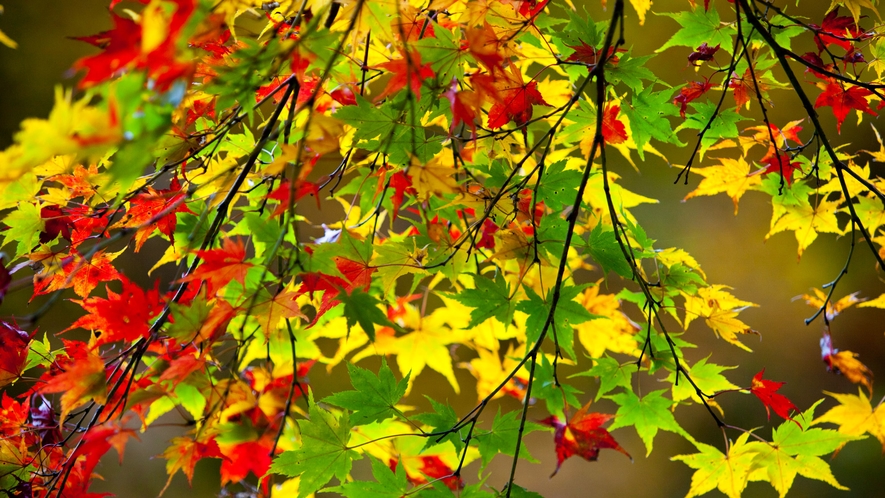 *秋の白神山地／まるで絵の具で色を付けたような、色彩豊かな紅葉は白神山地ならでは。