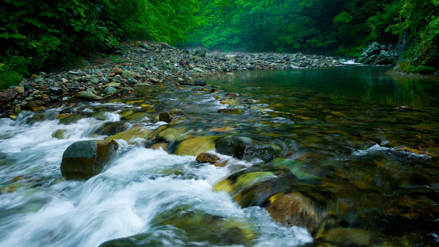 *春の白神山地／木々が芽吹き、豊かな湧き水があふれる四季の始まり。