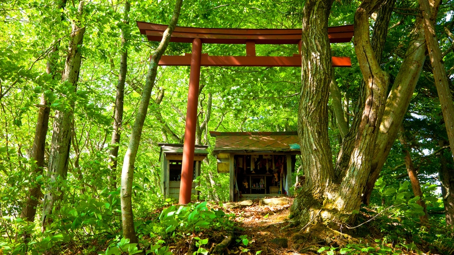 *花咲松／文献により“目屋発祥の地”とされている松の木。