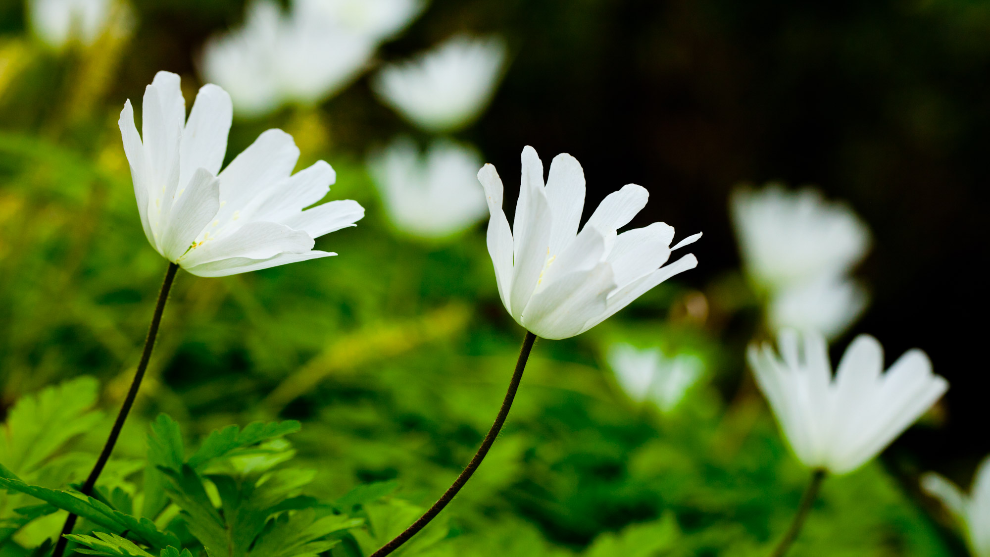 *春の白神山地／ブナ林散策道では、普段目にすることのない、多様な植物をご覧いただけます。